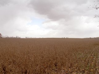 Property photo 3 - 97 +/- Acres Tillable Land Auction